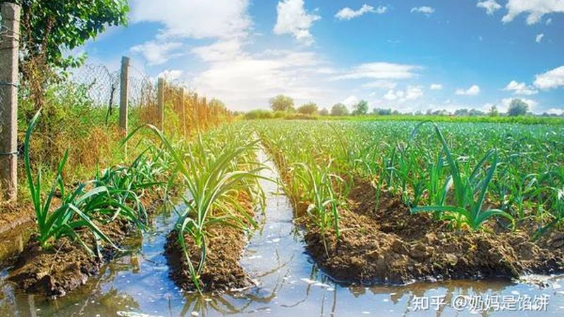 有机蔬菜储存袋：选择之道与关键因素
