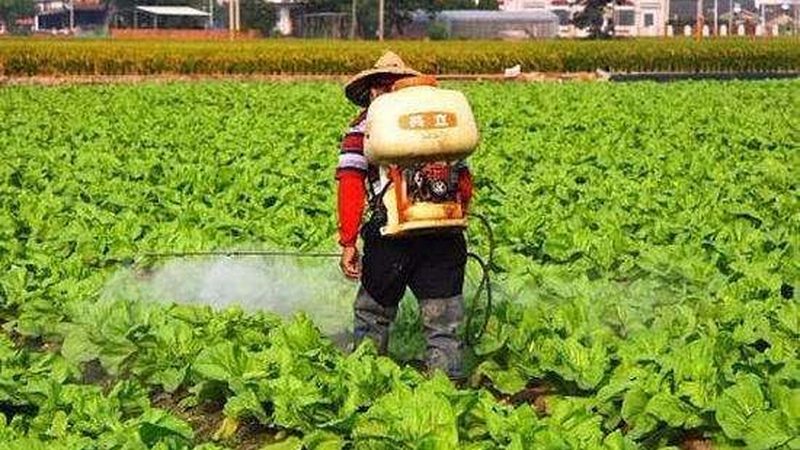 粮食种子适合哪些地区种植