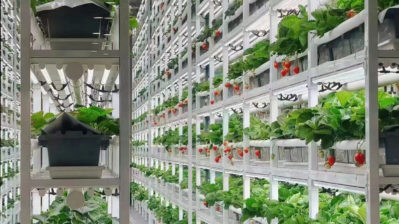 绿色食品认证申请步骤